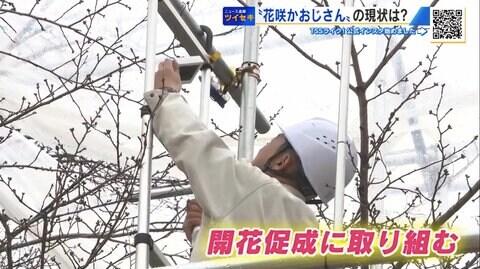 「やばっ…」サクラが想定より早く成長　“令和の花咲かおじさん”ヤキモキ　満開コントロールに奮闘中【広島発】