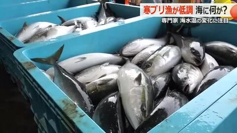 「寒ブリ」豊漁に沸く福井県美浜町　年明け1500本の水揚げでようやく例年並みも…寒波による海水温低下で「もっと南に向かっている可能性も」