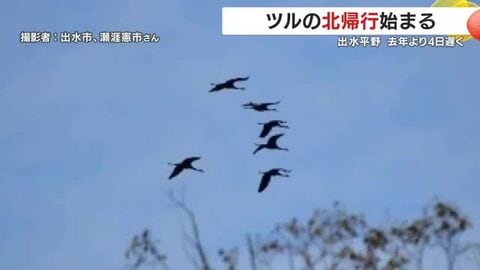 ツルの北帰行はじまる　出水平野　2025年より4日遅く　鹿児島