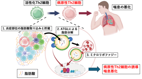 喘息などのアレルギー疾患が悪化するメカニズムを解明~脂肪分解経路を標的とした新たなアレルギー治療薬の開発に向けて