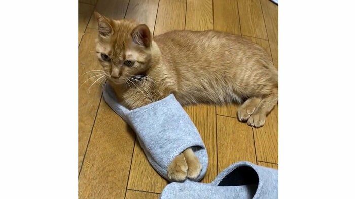 やはり前脚を入れたまま