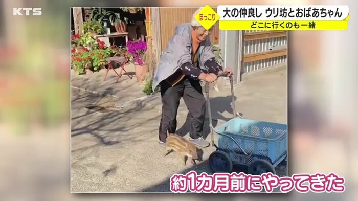 わなにかかったウリ坊を育てることに