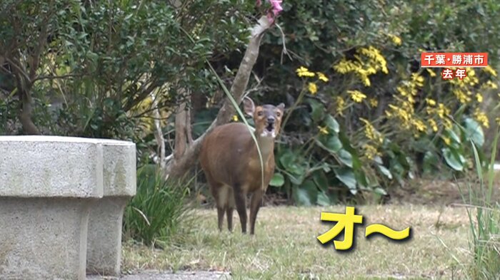 特定外来生物 キョン