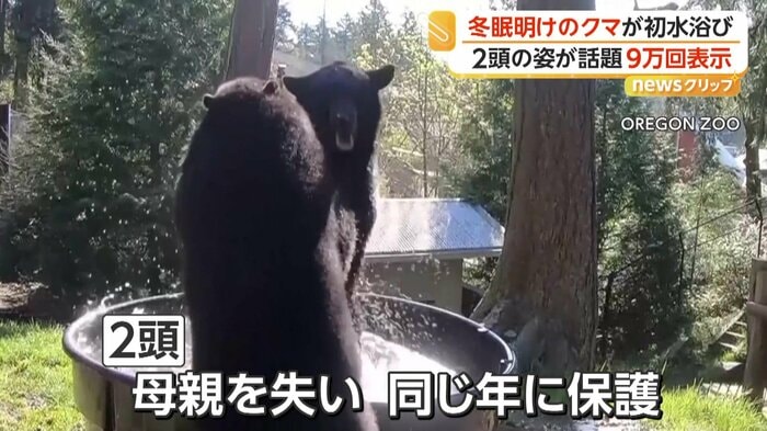 バスタブを譲らず押し合うクマたち（OREGON ZOO）