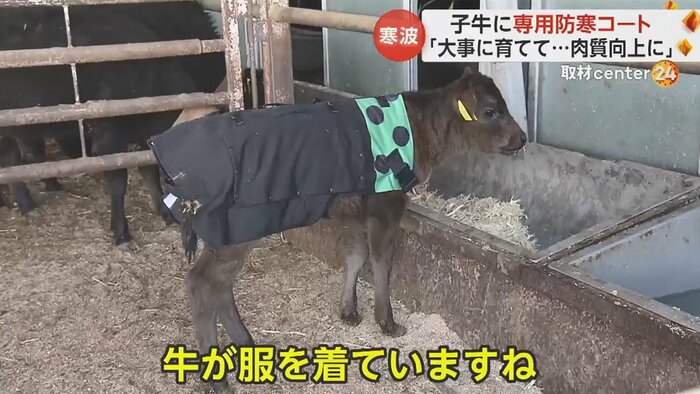 専用に開発された防寒コートを着た子牛(兵庫・三田市 勢戸牧場)