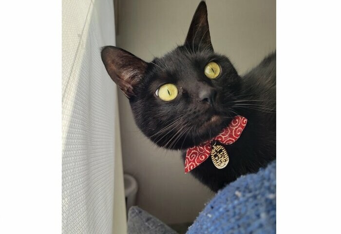 尻尾をつかまられても気にしていない様子(提供:仔猫を拾ったので)