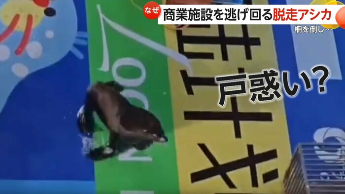 突然ステージから降りようとしたアシカ(中国SNSより)