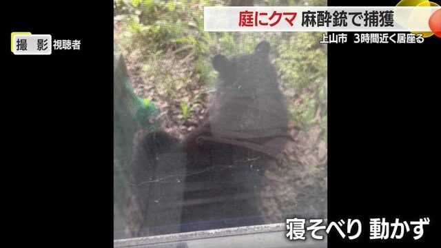 住宅の窓のすぐそばで、クマは寝転がり長時間動かなかった