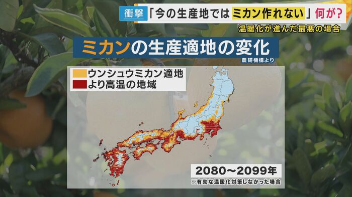 今世紀末には現在の生産地で、ミカンが作れなくなる