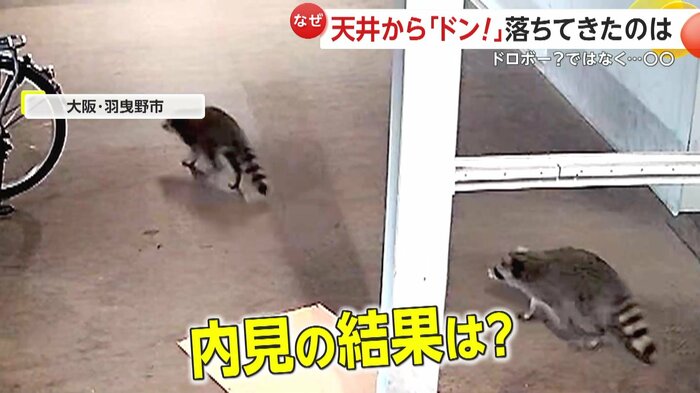 部屋をあとにするアライグマたち(FNN投稿サイト「ビデオPost」)