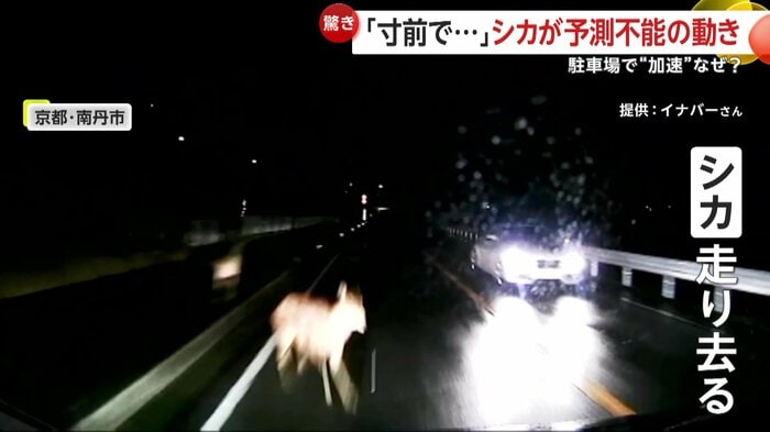 そのまま走り去ったというシカ（提供：イナバーさん）