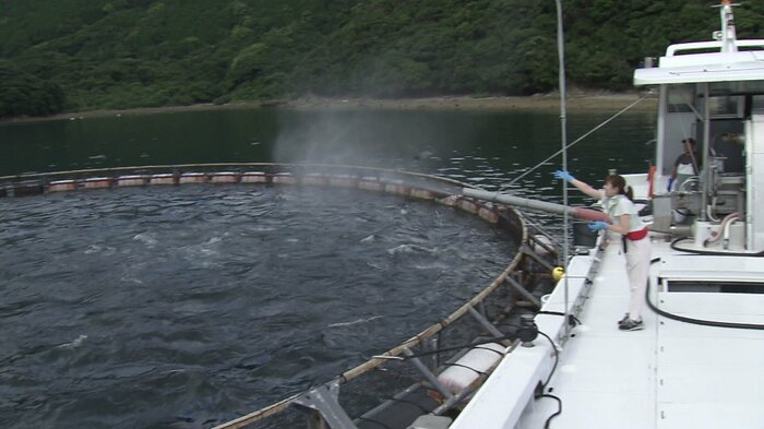 養殖クロマグロのエサやり体験