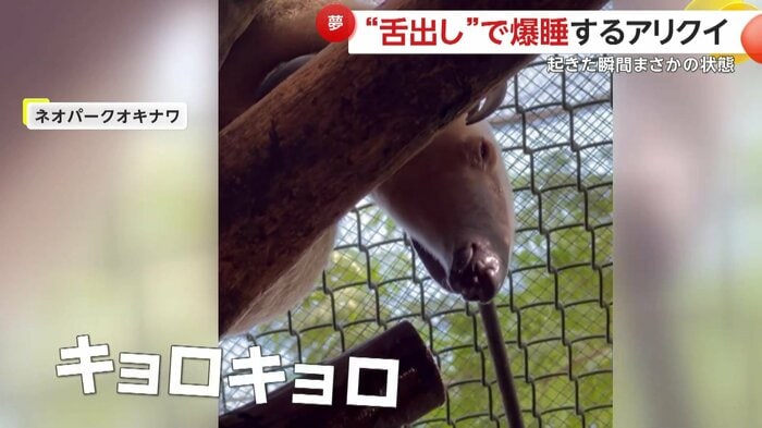 寝ぼけている様子のゆきしおちゃん(映像提供:ネオパークオキナワ)