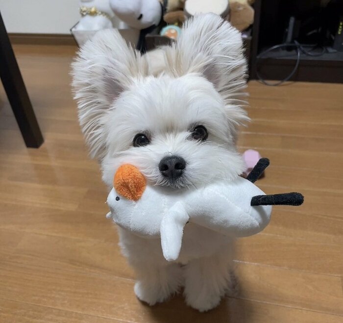ぬいぐるみをくわえて訴えてくる