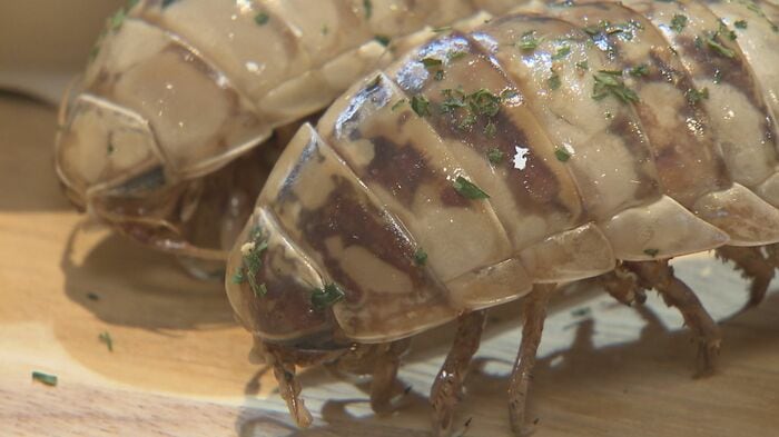 まるでダンゴムシのような…
