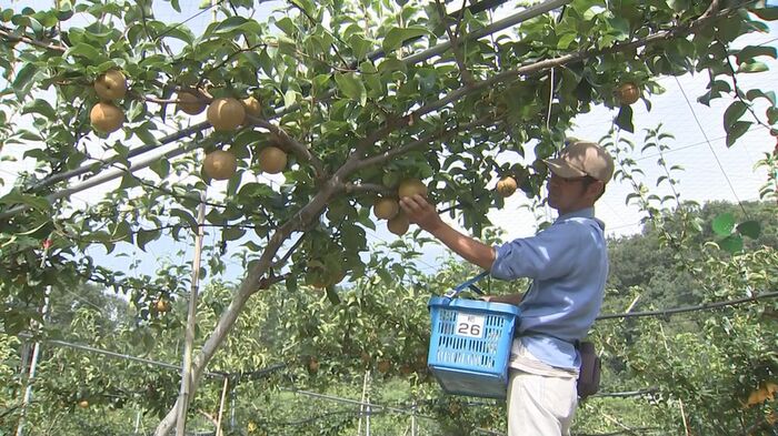 ナシ園を平地に移動