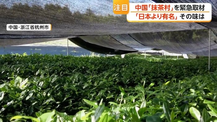 抹茶用に栽培されている茶葉