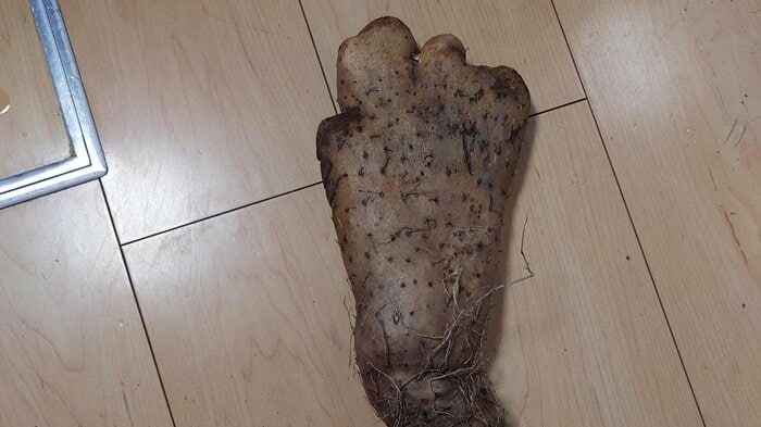 「表」は足の甲にも見える形だ