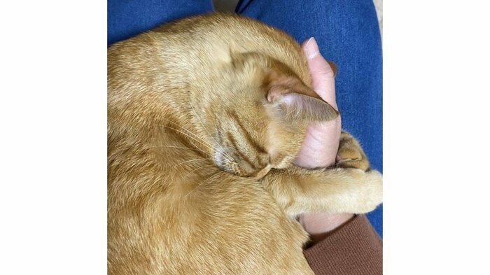 甘えるつぶちゃん