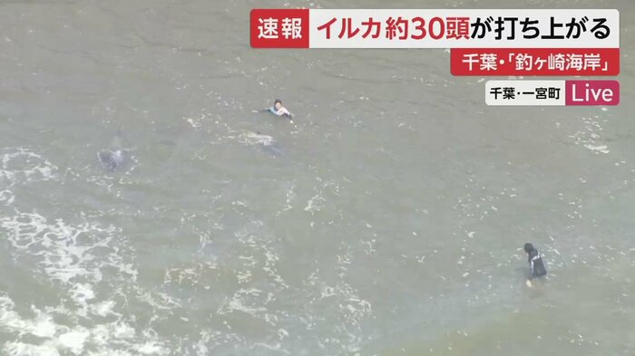 イルカを海に戻そうとするなど、救出活動を行う人たち(午前11時40分頃撮影)