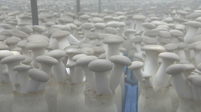 ホクト　赤沼きのこセンター