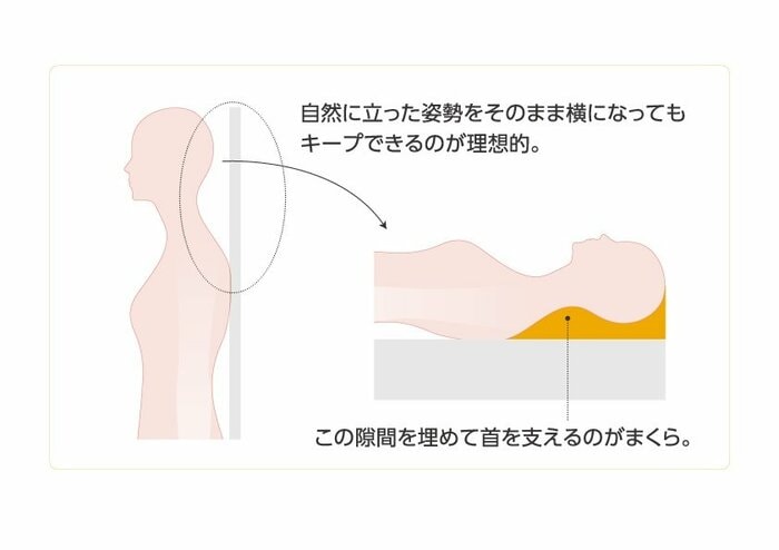 枕の役割(提供:西川株式会社)
