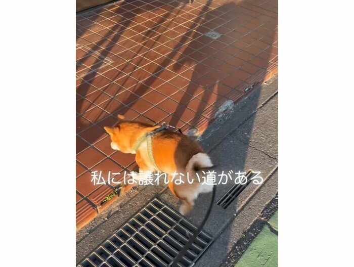 提供:kurararara4466さん