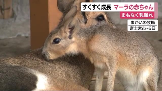 まもなく乳離れ…マーラの赤ちゃん 体重は生まれた時の5倍に 富士宮市・まかいの牧場