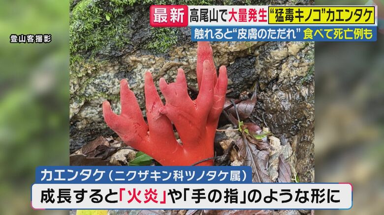 「これほど生えるのは過去に記憶にない…」高尾山で猛毒キノコ「カエンタケ」異常発生　公園にも…触れると皮膚がただれ食べれば死に至る恐れも　AI識別が“人気”も専門家は「正答率60～70％で危険」｜FNNプライムオンライン