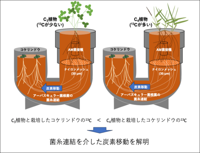 菌糸ネットワークを介した植物間の炭素移動を栽培実験で実証　―菌類を介した「植物間のエネルギー分配」の解明へ―