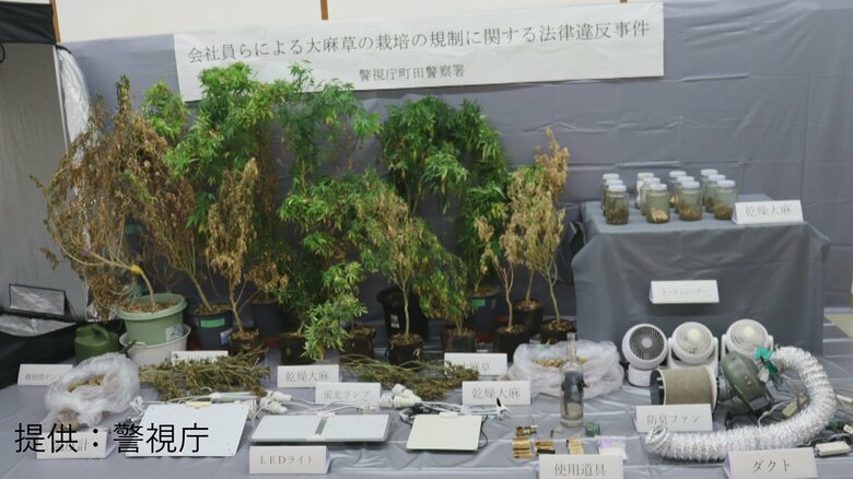 家宅捜索で自宅から大麻草15鉢・“栽培用テント”押収　男女を現行犯逮捕「自分が吸うために大麻を栽培しようと思った」　警視庁｜FNNプライムオンライン