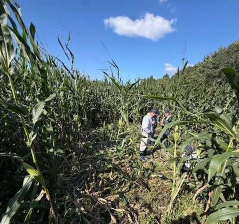 【ヒグマ速報】デントコーン1000本食い荒らされた！幅15センチの足跡にフン残す…畑の中にはクマが掘ったとみられる穴も_市は箱わな設置へ〈北海道函館市〉｜FNNプライムオンライン