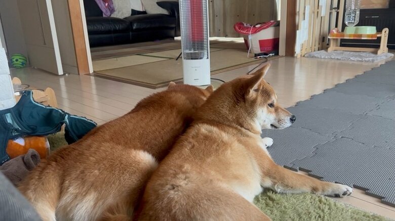 ストーブ前で一緒にぬくぬく