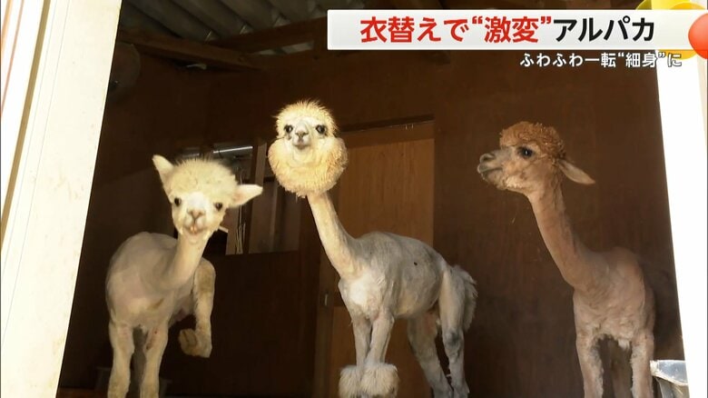 毛を刈られたアルパカ