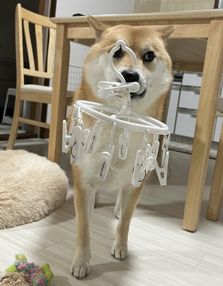 洗濯物干しをくわえて…