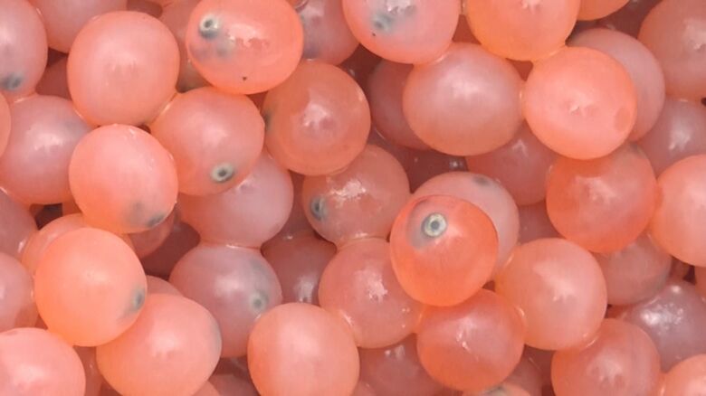 放流する“発眼卵”