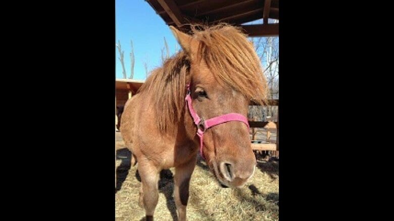 逃げ出した馬と同じ種とみられる馬（提供：帯広動物園）