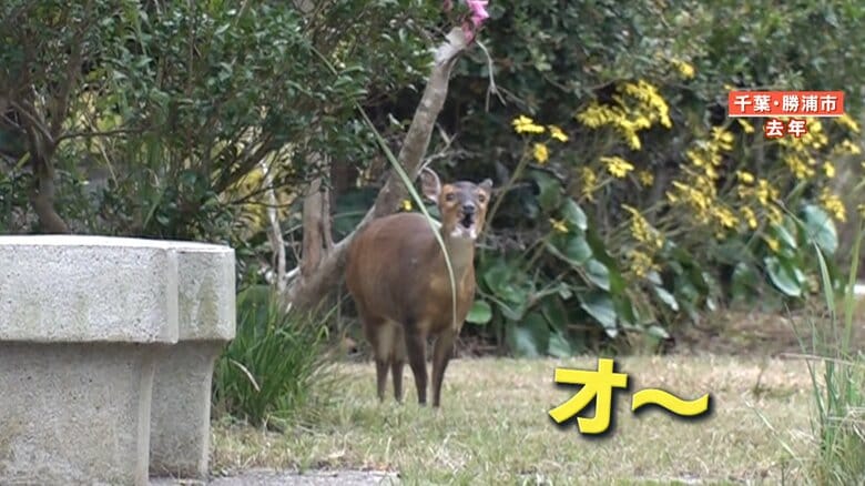特定外来生物　キョン
