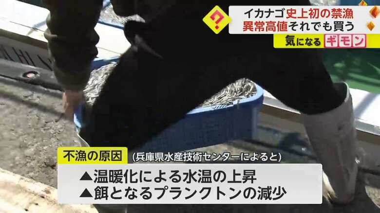 箱に入った水揚げをされたイカナゴ