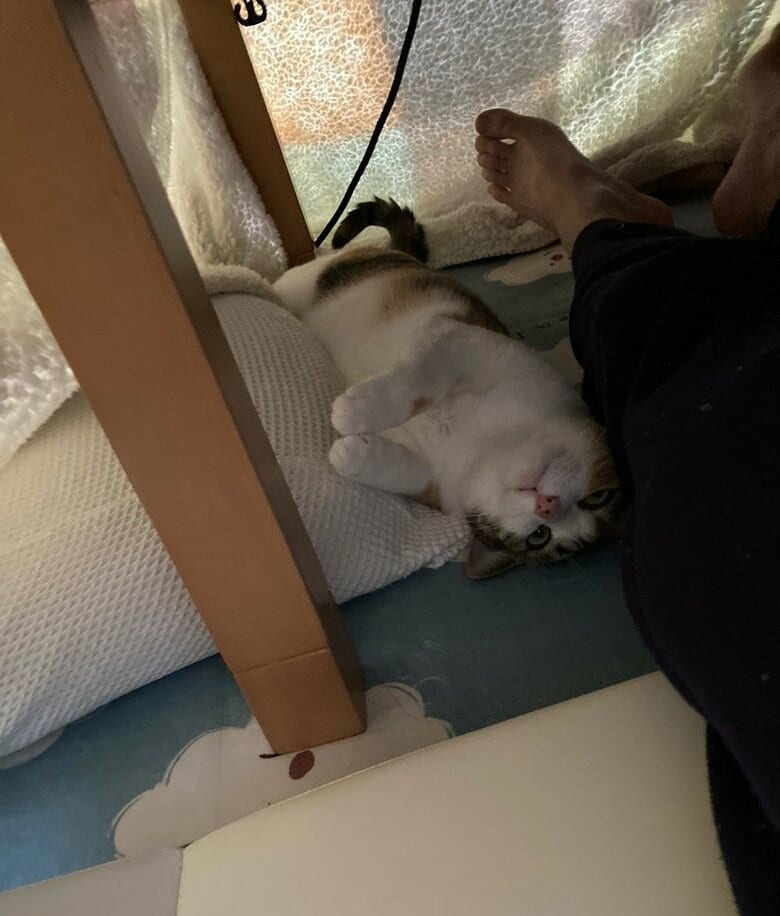 机の下でくつろいでいる