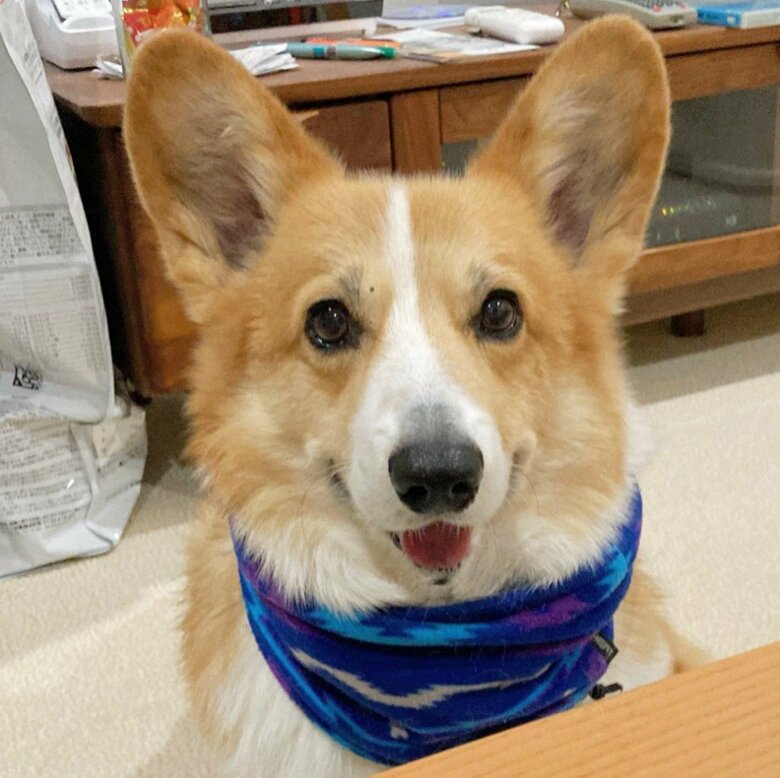 提供：むぎん家＠きよらさん