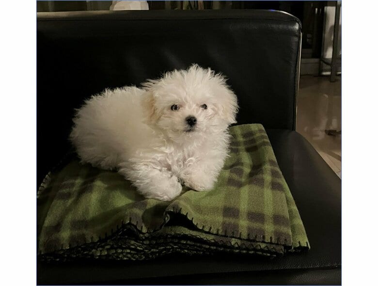 寝る前のほこりちゃん（提供：白く、柔らかな犬さん）