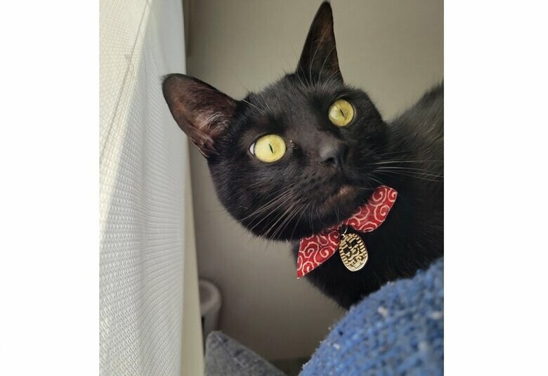 尻尾をつかまられても気にしていない様子（提供：仔猫を拾ったので）