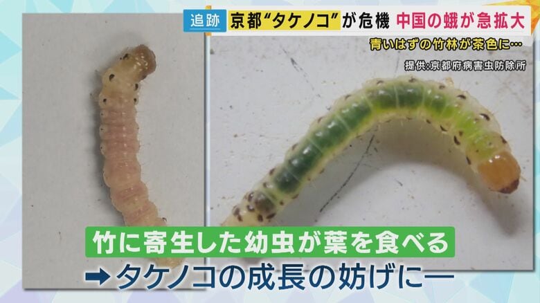 中国原産のシナチクノメイガの幼虫