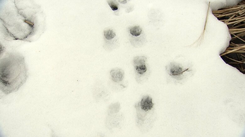 クマとみられる動物の足跡