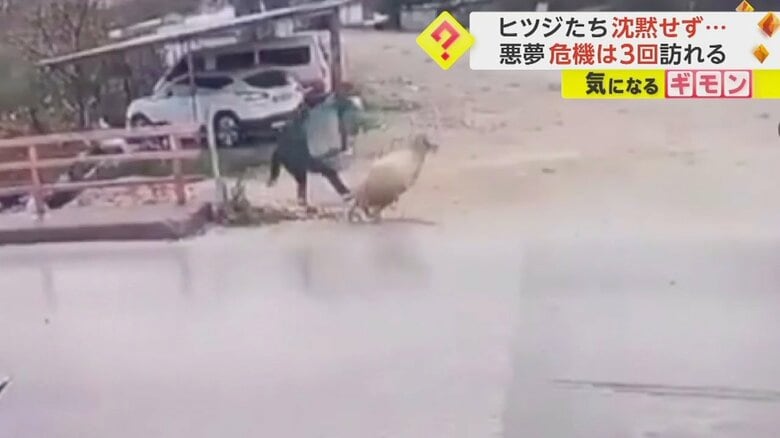 道路を横断中の男性に突然ヒツジが体当たりする瞬間⑦