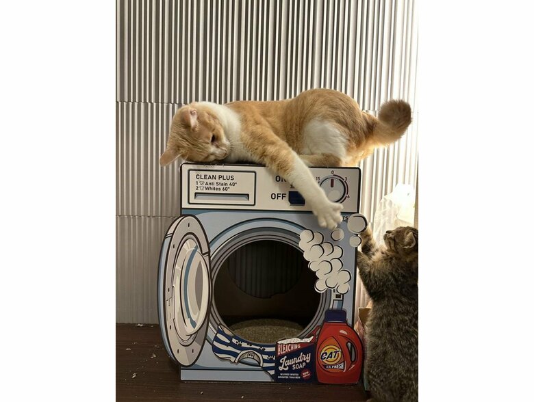 仲良くなった2匹（提供：たーにゃ。さん）