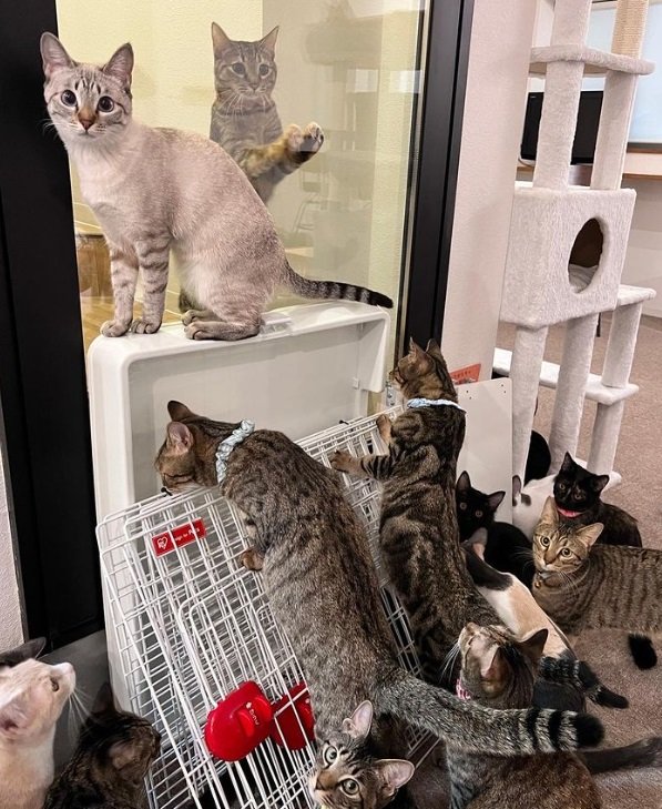 新しいケージが気になる猫たち