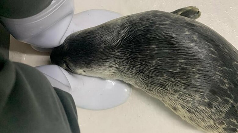 人懐っこさは変わらない（提供：海遊館）