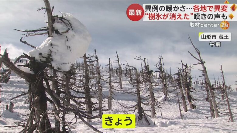 幹の部分がむき出しとなってしまった木々